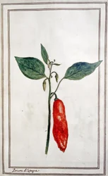 Chili, Spaanse peper, ca. 1780-1800 (gravure)