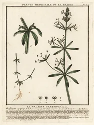 Kleefkruid, Galium aparine