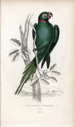 Halsbandparkiet. Lithografie van Joseph Kidd, gebaseerd op een tekening van John Audubon, in Miscellany of Natural History: Parrots, Sir Thomas DiK Lauder en Captain Thomas Brown, gepubliceerd in Edinburgh, Schotland, in 1833