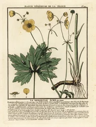 Gewone boterbloem, Ranunculus acris