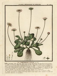 Madeliefje, Bellis perennis