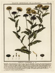 Gewone vlooienkruid, Pulicaria dysenterica