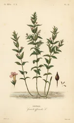 Gratiola of genadegras, Gratiola officinalis