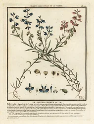 Veldparelmoervlinder, Polygala vulgaris
