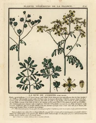 Wijnruit, Ruta graveolens