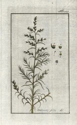 Gewone soda (Salsola soda). Lithografie uit 