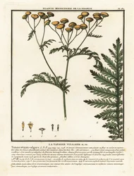 Gewone boerenwormkruid, Tanacetum vulgare