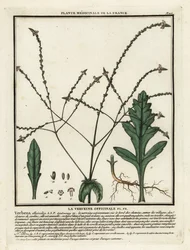 IJzerhard, Verbena officinalis