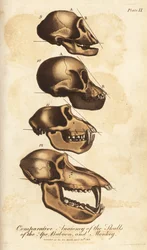 Vergelijkende anatomie van de schedels van de aap, baviaan en aap