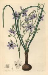 Conanthere - Conanthera trimaculata (Drie-gevlekte cummingia, Cummingia trimaculata)