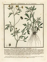 Akkerboterbloem, Ranunculus arvensis