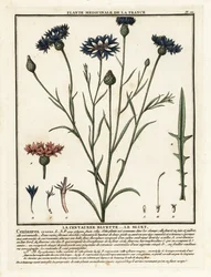 Korenbloem, Cyanus segetum