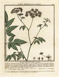 Waterscheerling, Cicuta virosa