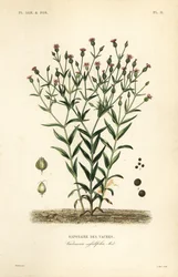 Koeherb, Vaccaria hispanica, Vaccaria sessilifolia, Saponaire des Vaches