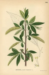 Kraakwilg, Salix fragilis