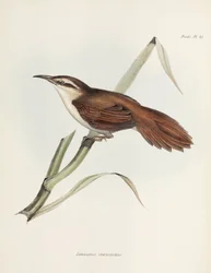 Kromsnavelrietvogel, Argentinië, ca. 1832-1836