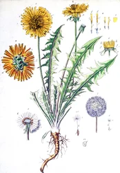 Paardenbloem