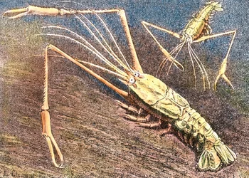 Diepwatergarnaal
