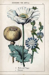 Beschrijving van een medicinale papaver met witte bloem en blauwe chicoreibloem. Chromolithografie in 