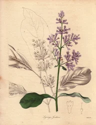 Beschrijving van de Hongaarse sering (Syringa josikaea), inheems in centraal en oostelijk Europa. Illustratie door Miss R. Mills (actief 1836-1842), in The Botanist, serie door Benjamin Maund in vijf delen, gepubliceerd tussen 1836 en 1842. Dit werk is ber