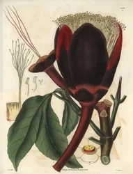 Beschrijving van de grote donkerbruine bloem van een pecanboomplant, die eetbare noten produceert, pecannoten. Plant afkomstig uit Zuid-Amerika. Illustratie door Wiliam Jackson Hooker, Britse botanicus en schrijver, professor aan de Universiteit van Glas
