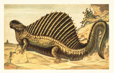 Dimetrodon limbatus met zijn kenmerkende neurale ruggengraatzeil
