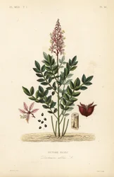 Vuurwerkplant, Dictamnus albus, Dictame blanc