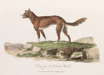 Hond van Nieuw-Zuid-Wales