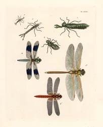 Larvale vormen van libellen 1,2,3, gewone witstaartlibel, Libellula lydia 4, groene darner, Anax junius 5, en scharlaken skimmer of karmozijnrode darter, Crocothemis servilia 6. Handgekleurde lithografie uit John O. Westwood