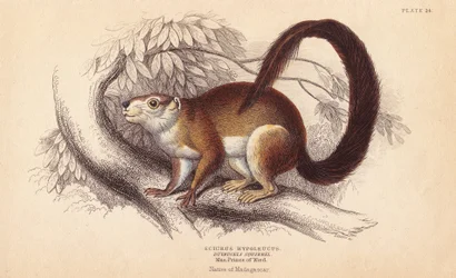 Duvaucels eekhoorn. Handgekleurde staalgravure door Lizars naar een illustratie van Charles Hamilton Smith uit William Jardine