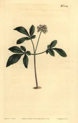 Dwergginseng, Panax trifolius