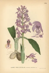 Vroege paarse orchidee, Orchis mascula