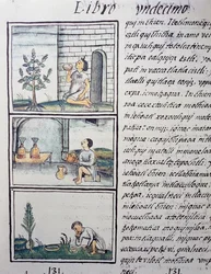 Eetbare planten, pagina uit Boek XI van de Florentijnse Codex, tweetalige versie in Spaans en Nahuatl, Algemene Geschiedenis van de Dingen van Nieuw-Spanje, door de Spaanse missionaris Fray Bernardino de Sahagun (1499-1590). Azteekse beschaving