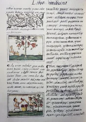 Eetbare planten, rode bonen, pagina uit Boek XI van de Florentijnse Codex, tweetalige versie in Spaans en Nahuatl, Algemene Geschiedenis van de Dingen van Nieuw-Spanje, door de Spaanse missionaris Fray Bernardino de Sahagun (1499-1590). Azteekse beschaving