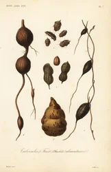 Eetbare knollen en fruit