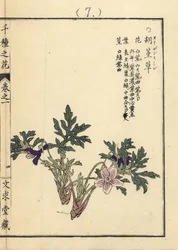 Eizan sumire goud eizan violet, Viola eizanensis