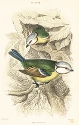 Euraziatische pimpelmees, Cyanistes caeruleus