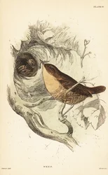 Eurasische winterkoning, Troglodytes troglodytes. 1889 (gravure)