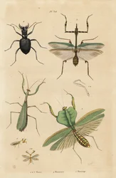 Europese bidsprinkhaan, Mantis religiosa 1, bladbidsprinkhaan, Choeradodis rhomboidea 2, tijgerkever, Manticora latipennis 3, mantidvlieg, Mantispa styriaca 4