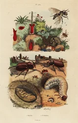 Europese neushoornkever, Oryctes nasicornis, pop en larve, Europese boomgaardbij, Osmia cornuta, en nest