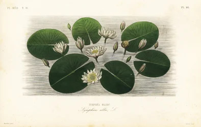 Europese witte waterlelie, Nymphaea alba