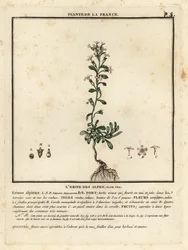 Alpenleeuwenbek, Erinus alpinus