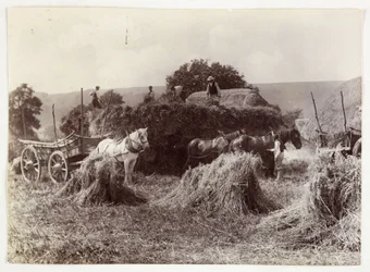 Landbouwscènes, Oogsten & Opslag, Pre-1900 Oogst, ca. 1890