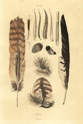 Veren, pluimen, vogelanatomie
