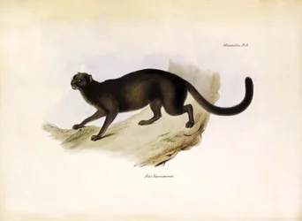 Felis Yagouarondi Jaguarondi of eyra of otterkat, Amerikaanse katachtige beschreven door Charles Darwin tijdens zijn expeditie aan boord van de Beagle. Plaat uit The zoology of the voyage of H.M.S. Beagle beschreven door John Gould, met opmerking over hun 