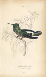 Feestelijke coquette, Lophornis chalybeus (Audenet