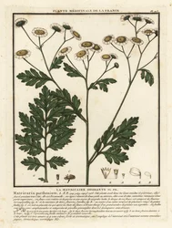 Moederkruid, Tanacetum parthenium