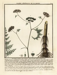 Fijnbladige waternavel, Oenanthe aquatica