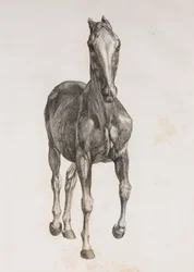 Eerste ontlede laag van een paard, vooraanzicht
