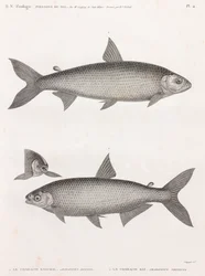 Vissen: Le Characin